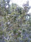 Here is a photo of the glaucous, blue, fruits of Juniperus californica, California Juniper. - grid24_24