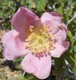 Rosa spithamea, Ground Rose flower - grid24_3