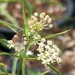Asclepias fascicularis, Narrow-leaf milkweed with Acmon Blue Butterfly - grid24_3