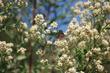 Baccharis emoryi, Emory Baccharis.with a Painted Lady. - grid24_3
