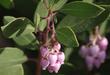 Greenleaf manzanita, Arctostaphylos patula can have bright pink flowers - grid24_24