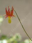 Aquilegia formosa Crimson Columbine, Western Columbine, or  Red Columbine flower - grid24_3