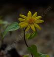 Venegasia carpesioides, Canyon Sunflower has a daisy yellow flower. - grid24_24