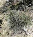 Stipa lepida Foothill Stipa - grid24_3