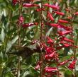 Called variously Desert Penstemon, Arizona Penstemon, Rosy Desert Beardtongue, Penstemon pseudospectabilis can have a little more pink in the flowers or even a little purple according to how the camera catches it. This one is being visited by an  Anna's Hummingbird in the Santa Margarita garden. - grid24_3
