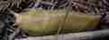 an old picture of banana slug in the redwood forest - grid24_3