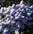 Bright blue flowers on a dark green bush. - grid24_3