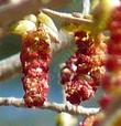 They are supposed to be wind pollinated, but Populus fremontii,  Zapata Fremont Cottonwood catkins (flowers) are loved by bees. - grid24_3