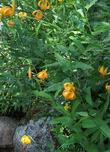 Lilium kelleyanum, Kelly's Lilly in flower in the Sierras - grid24_3