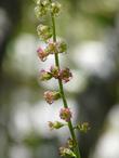 Tellima grandiflora,  Fringe cup flowers flower spike - grid24_3