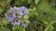 Phacelia bolanderi,  Blue-Flowered Grape Leaf Phacelia, is a very showy,  perennial Phacelia.  - grid24_3