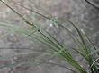 Carex globosa, Globe Sedge - grid24_3