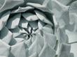 Dudleya pulverulenta, Chalk Liveforever - grid24_3