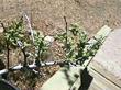 Grayia spinosa, Hopsage, has small leaves, and bare gray stems, and is adapted well to desert life.  - grid24_3