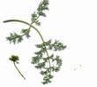 Lomatium utriculatum Common Lomatium - grid24_3