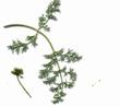 Lomatium utriculatum Common Lomatium - grid24_24