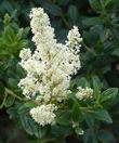 Ceanothus Snowflurry has a white flower on a medium size dark green bush. - grid24_24