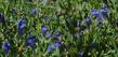 Scutellaria austinae Skull Cap - grid24_3