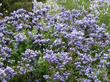 Is this bright enough for you? Ceanothus Celestial Blue is bright and cheery. - grid24_3