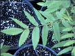 Here is a photo of a leaflet of Juglans californica, Southern California Walnut, in the Santa Margarita nursery.  - grid24_3