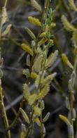 Salix lasiolepis, Arroyo Willow, in flower - grid24_24