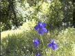 Delphinium parishii, Sky Blue Larkspur, is shown here in the central oak woodland of California, amongst the weeds, and other wildflowers.  - grid24_3