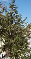 Pinus longaeva, Bristlecone Pine, is a very long-lived, high-elevation pine living in the White and Inyo Mountains of California.  - grid24_24