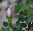 Rosa nutkana, Nootka Rose flower bud - grid24_24