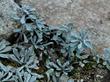 Antennaria microphylla Littleleaf Pussytoes - grid24_3
