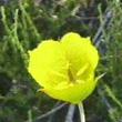 Calochortus weedii Weeds Mariposa - grid24_3