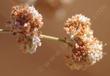 This little gray buckwheat makes a very stable show of gray and pink, rusting out by fall. - grid24_3