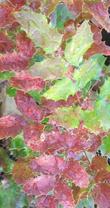 Mahonia nervosa, Dwarf Oregon-grape or Cascade Oregon-grape - grid24_24