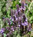 Verbena lasiostachys Western Vervain - grid24_3