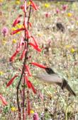 These Penstemon centranthifolius, or Scarlet Bugler, flowers, are being visited by an Anna's Hummingbird - grid24_3