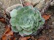 Dudleya pulverulenta, Chalk Liveforever should be planted at a slight angle, it prefers to grow on slopes or rock wall - grid24_3