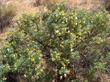 Isomeris arborea, Bladderpod, is shown here in its plant community, what is left of it, being mostly weeds, near Taft, Kern county, California.  - grid24_24