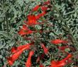 Zauschneria california, Epilobium, Uvas Canyon is a California fuchsia  that grows very will in a large pot or container garden. It was originally collected between San Jose, Santa Cruz and Gilroy. - grid24_24