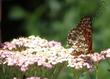 Achillea millefolium rosea Island Pink Pink Yarrow has been very irregular  - grid24_3