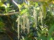 Garrya veatchii Silk Tassel Bush with male flowers, catkins  - grid24_24