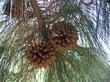 Pinus sabiniana, Gray Pine, is also called Foothill Pine, and grows in chaparral, forest, and woodland areas of California.  - grid24_3