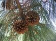 Pinus sabiniana, Gray Pine, is also called Foothill Pine, and grows in chaparral, forest, and woodland areas of California.  - grid24_24