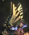 A Pale Swallowtail Butterfly on a Salvia Celestial Blue. - grid24_24