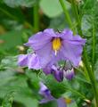 Solanum xanti hoffmannii grows from about Santa Barbara south into San Diego County.  - grid24_3