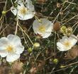 Here in this photo you can see the the buds, lovely white flowers, and plumose fruits of Fallugia paradoxa, Apache Plume. - grid24_3