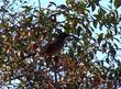 Elderberry, Mexican Elderberry, Western Elderberry is loved by the birds - grid24_24