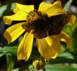 Bidens laevis, Joaquin Sunflower  with a Dusky Butterfly - grid24_24
