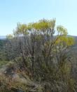 Ericameria arborescens, Golden Fleece bush - grid24_3