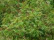 Amorpha californica California False Indigo Bush as it just finished flowering - grid24_3