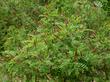 Amorpha californica California False Indigo Bush as it just finished flowering - grid24_24