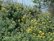 Eriophyllum staechadifolium var. artemisiaefolium, Yellow Yarrow, grows on coastal bluffs. - grid24_3
